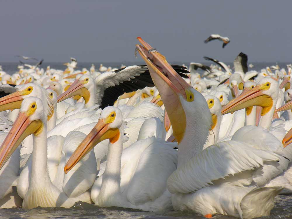 Pelicanos-borregones-Petatan