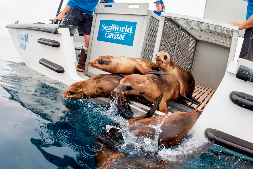 CBX-Alianza-Seaworld