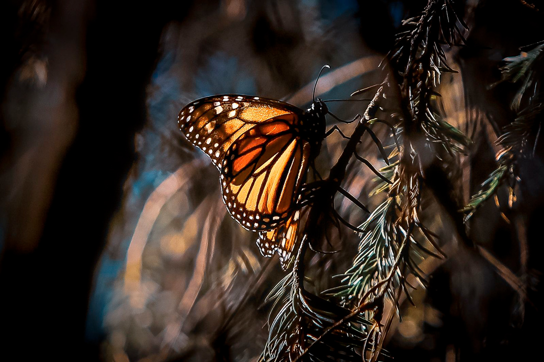 Santuarios-Mariposa-Monarca-Michoacán