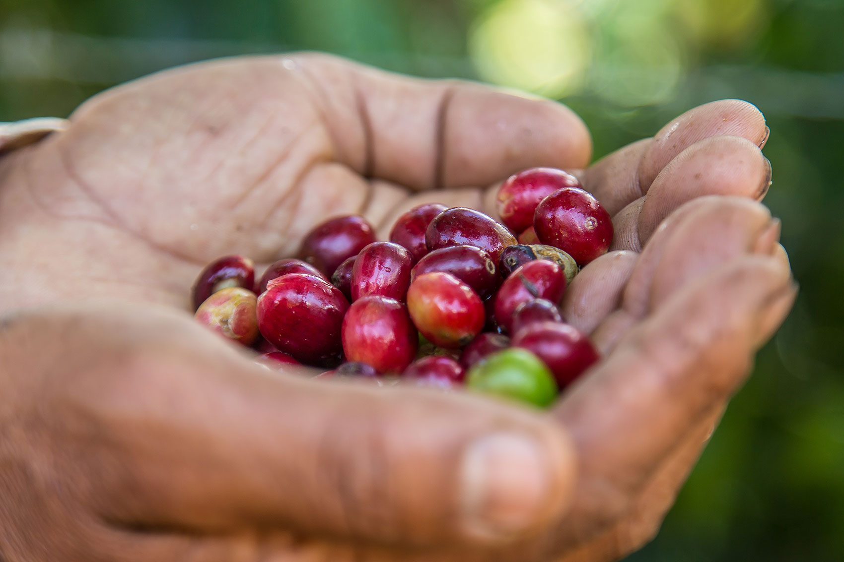 Ruta-Dominicana-del-Café