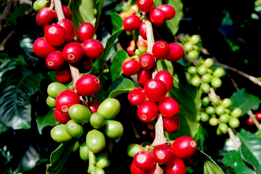 Ruta-Dominicana-del-Café