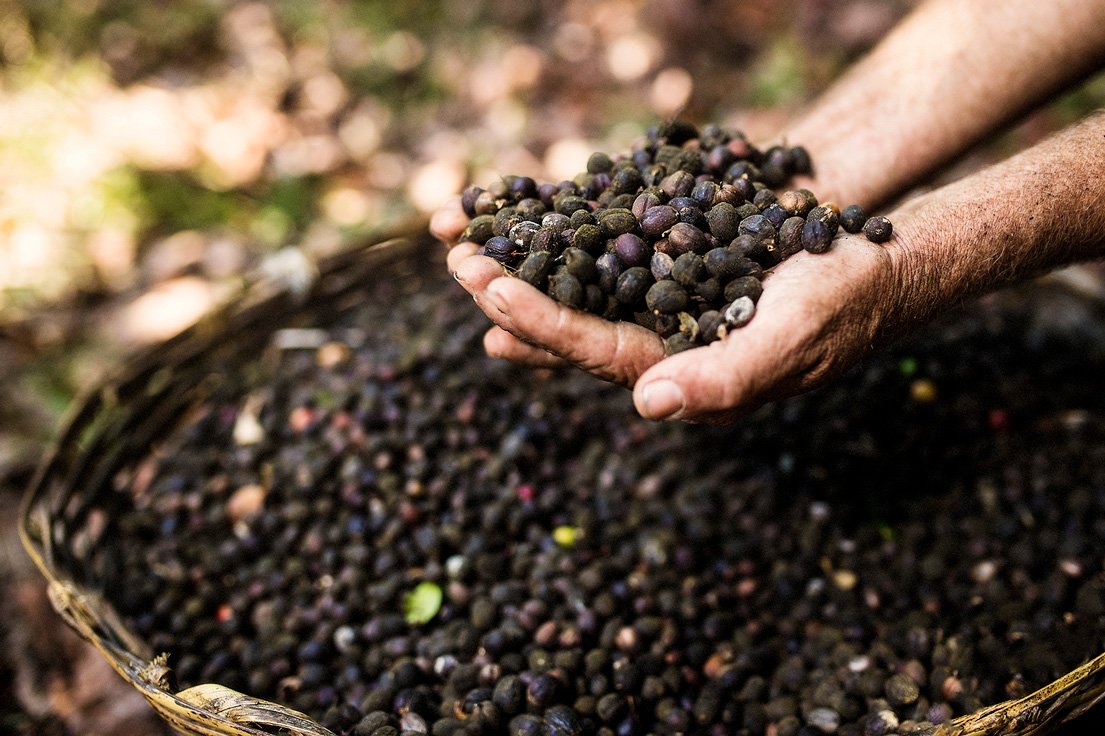 Ruta-del-Cefe-y-Tabaco-Nayarit