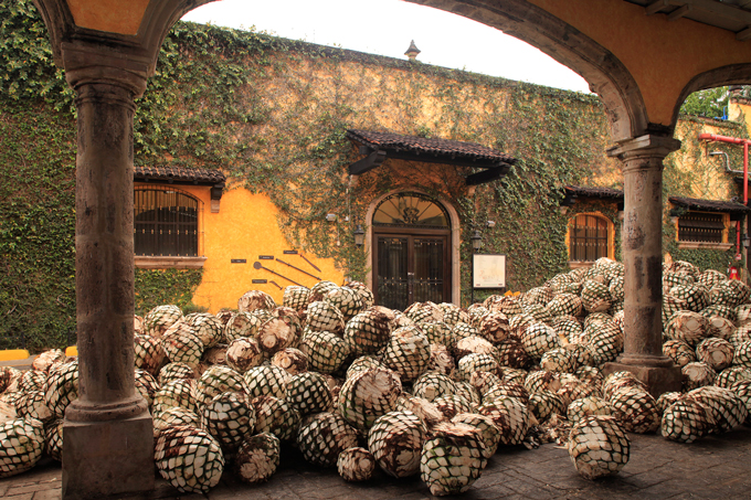 Ruta-del-Tequila-Jalisco