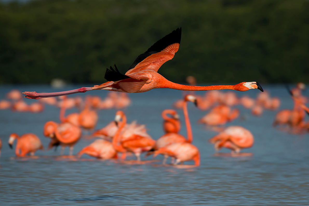 Santuarios-Flamanco-Rosa-Yucatán