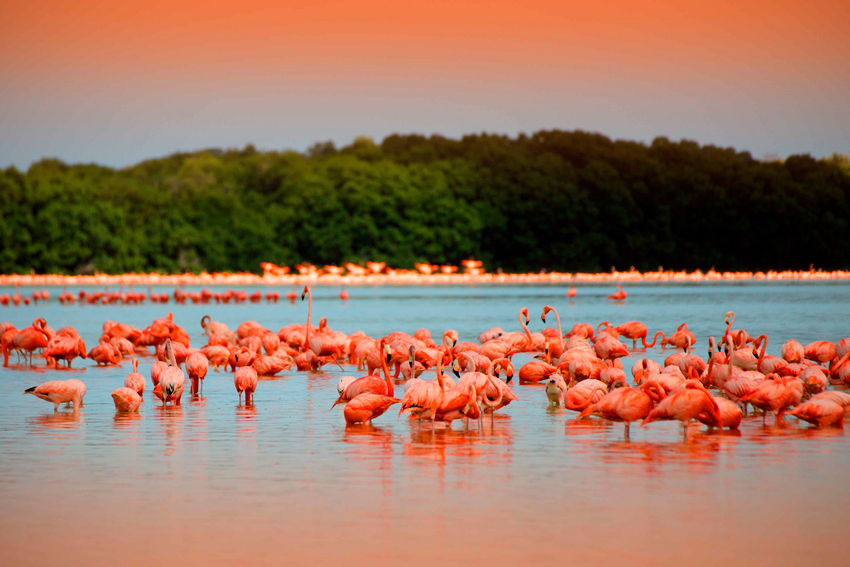 Santuarios-Flamanco-Rosa-Yucatán