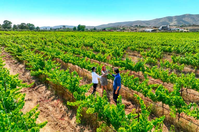 Baja-California-Fiestas-de-la-Vendimia