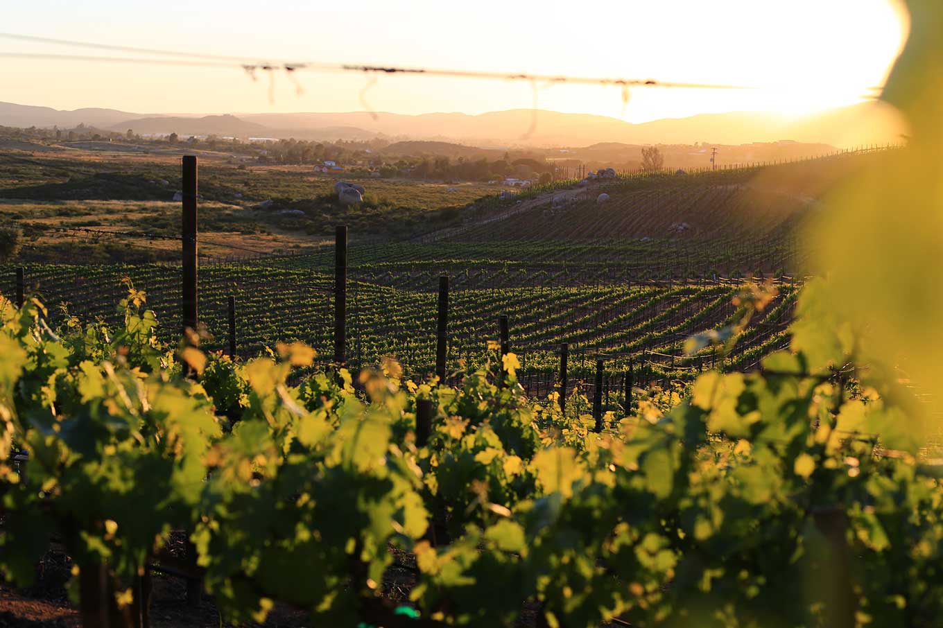 Baja-California-Fiestas-de-la-Vendimia