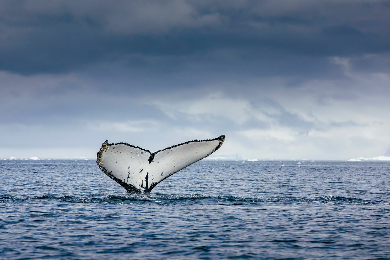 Observación-de-Ballenas-Antartida