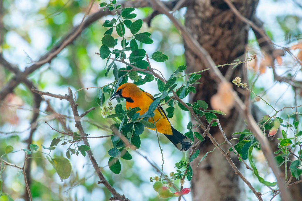 Colima-Birding-2026