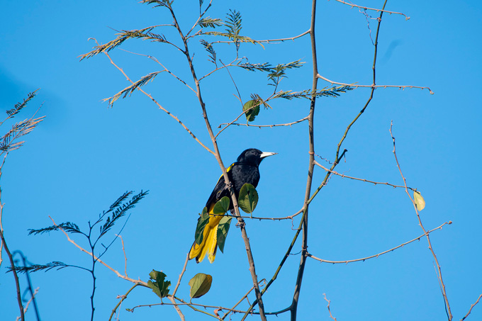 Colima-Birding