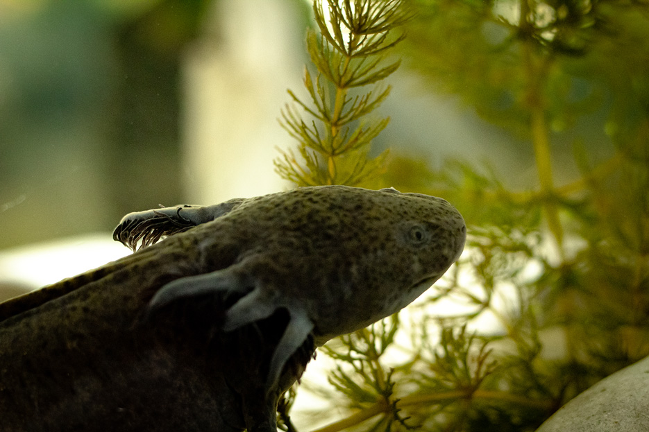 Dia-Nacional-del-Axolote