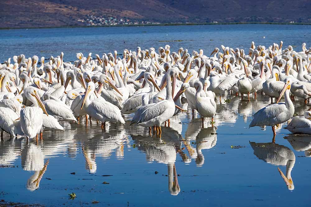Pelicanos-borregones-Petatan