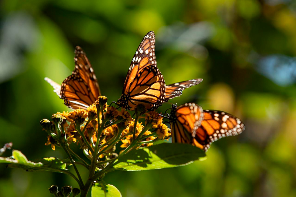 Reserva-Biosfera-Monaraca