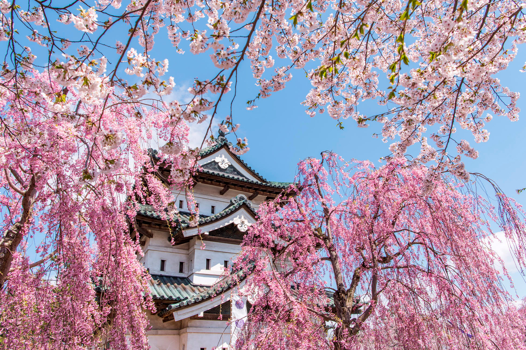 Sakura-Primavera-en-Japón