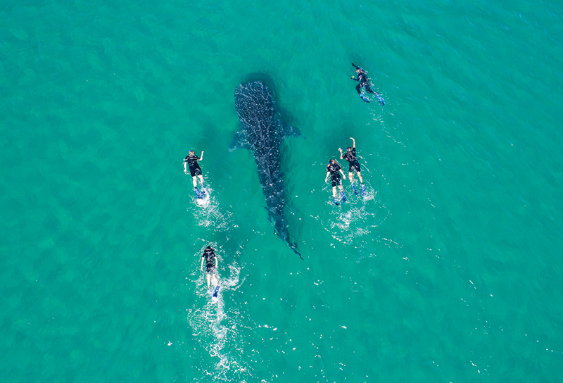 Temporada-Avistamiento-Tiburon-Ballena